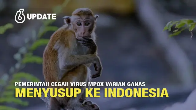 Vaksin Mpox Bukan untuk Semua Orang, Ini Daftar Kelompok yang Di Rangkum Oleh PAFI SUMENEP Yang Jadi Prioritas Kemenkes RI